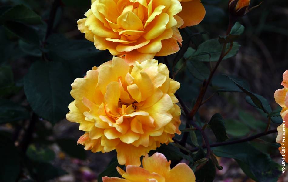 ©SUNFLOR - Primavera